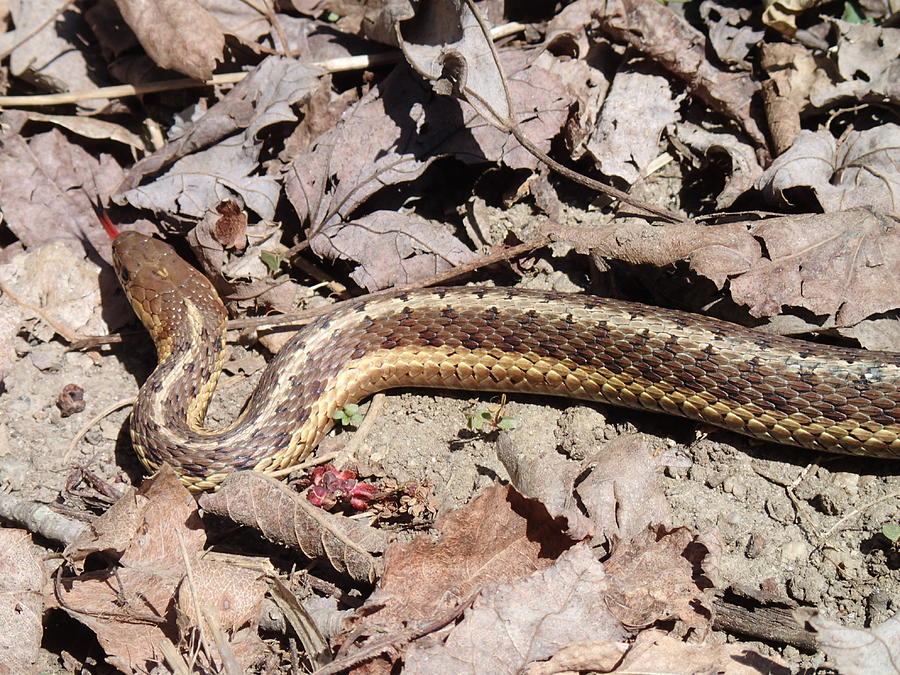 Garter Snake Photograph by Robert Nickologianis