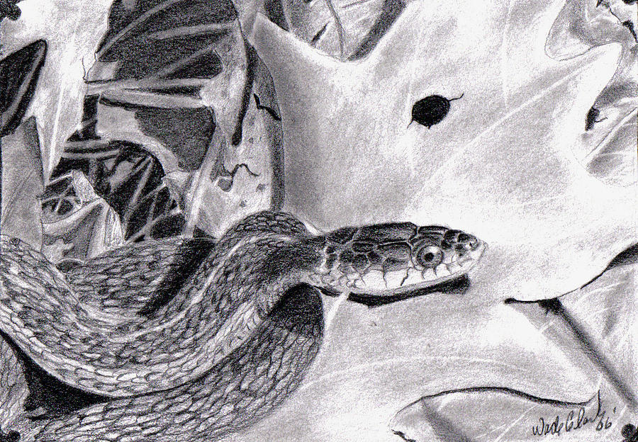 Garter snake Drawing by Wade Clark