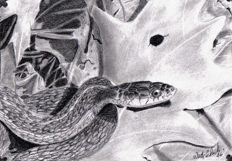 Garter Snake Drawing by Wade Clark