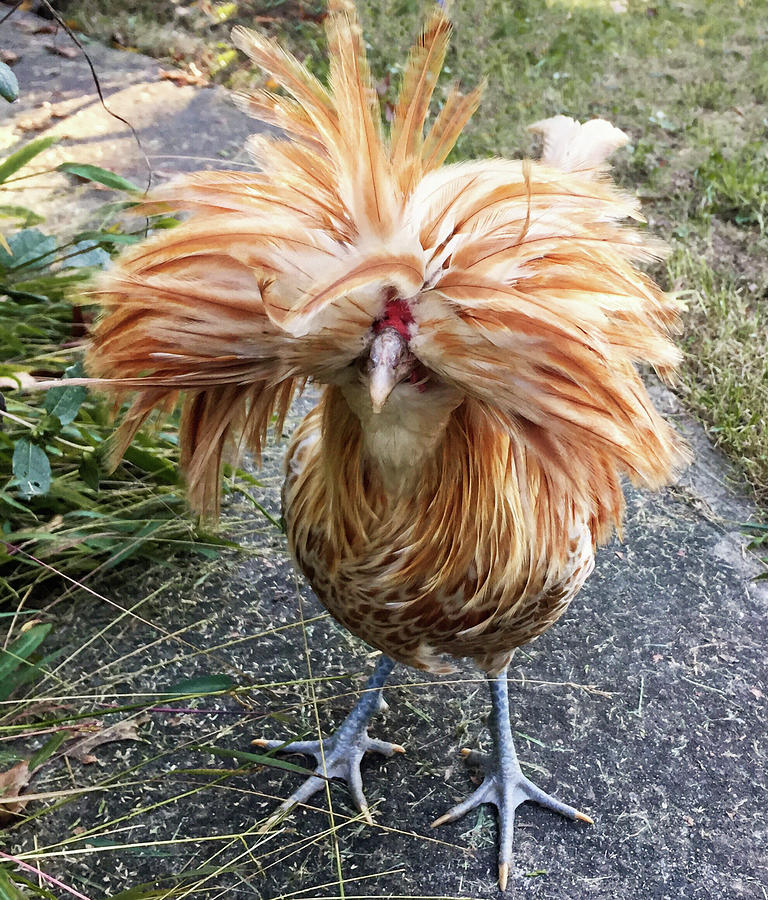 Gary the Mutant Chicken Photograph by Susan Maxwell Schmidt