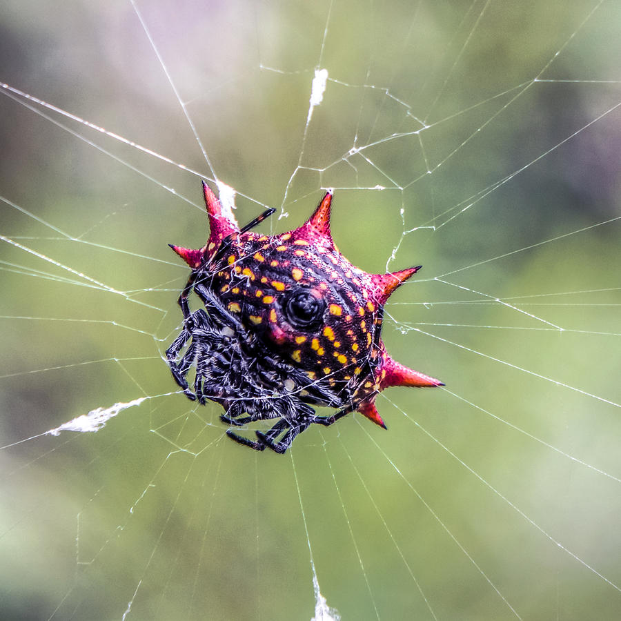 Gasteracantha Cancriformis by Rob Sellers