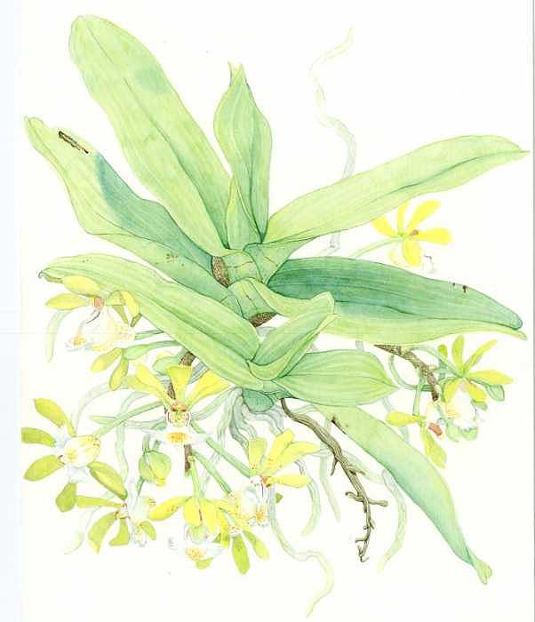 Gastrochilus dasypogon Painting by Darren James Sturrock Gastrochilus dasypogon Painting by Darren James Sturrock
