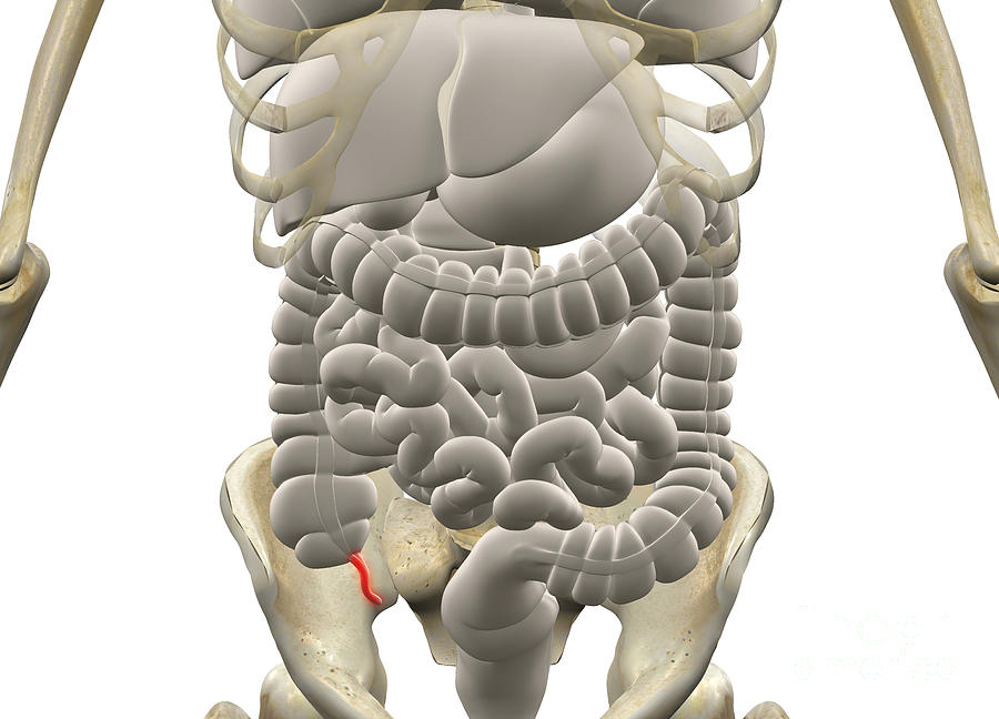 Gastrointestinal System With Appendix Photograph By Scott Camazine   Gastrointestinal System With Appendix Scott Camazine 