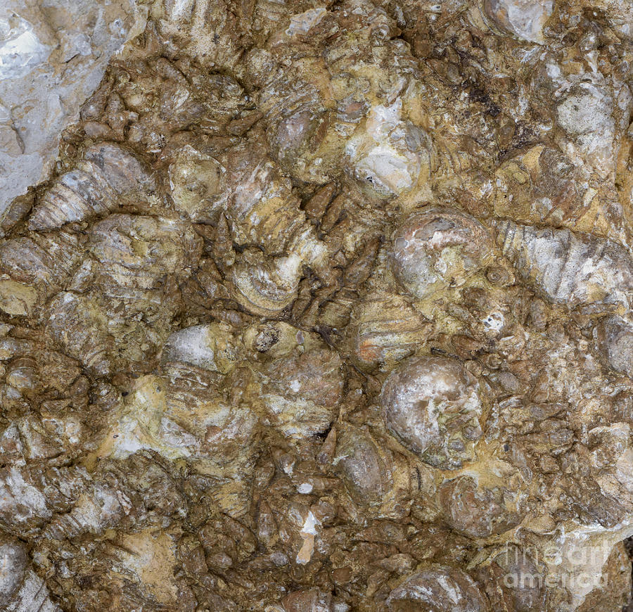 Gastropod Fossils Photograph by Fletcher & Baylis