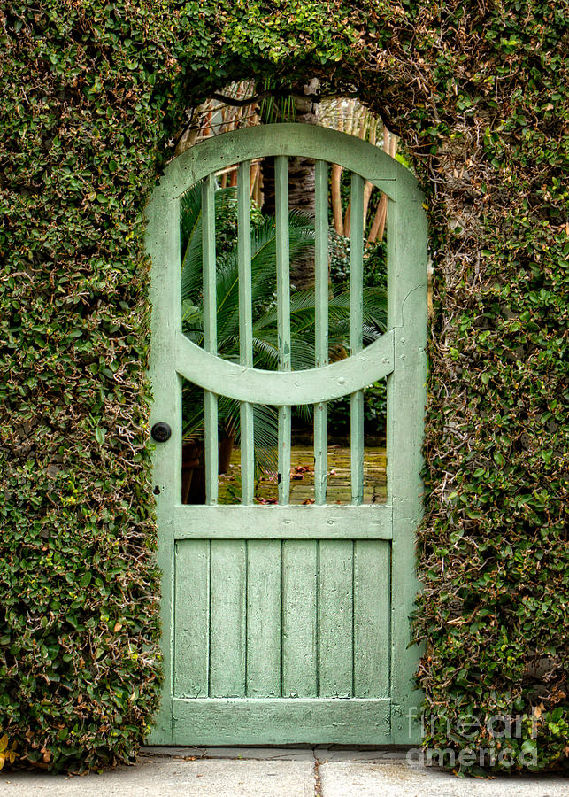 Gate and Ivy Photograph by Jerry Fornarotto