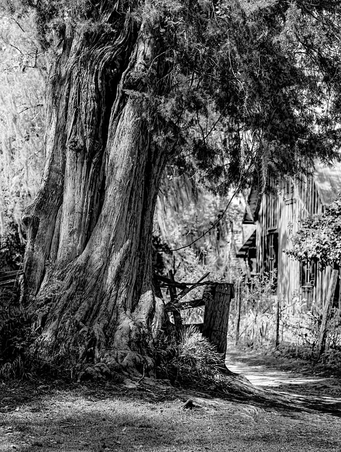 Tree Photograph - Gate Guardian by Lynn Palmer