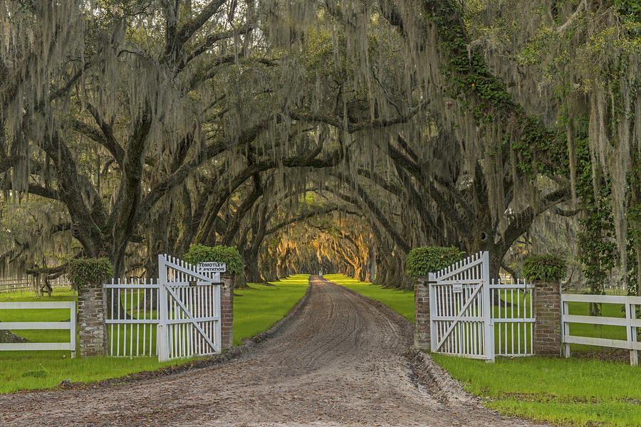 Gate To South Carolina Past Photograph by Willie Harper