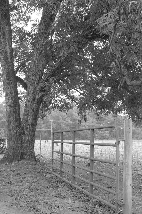 Gated Fence with Tree Photograph by Ali Baucom