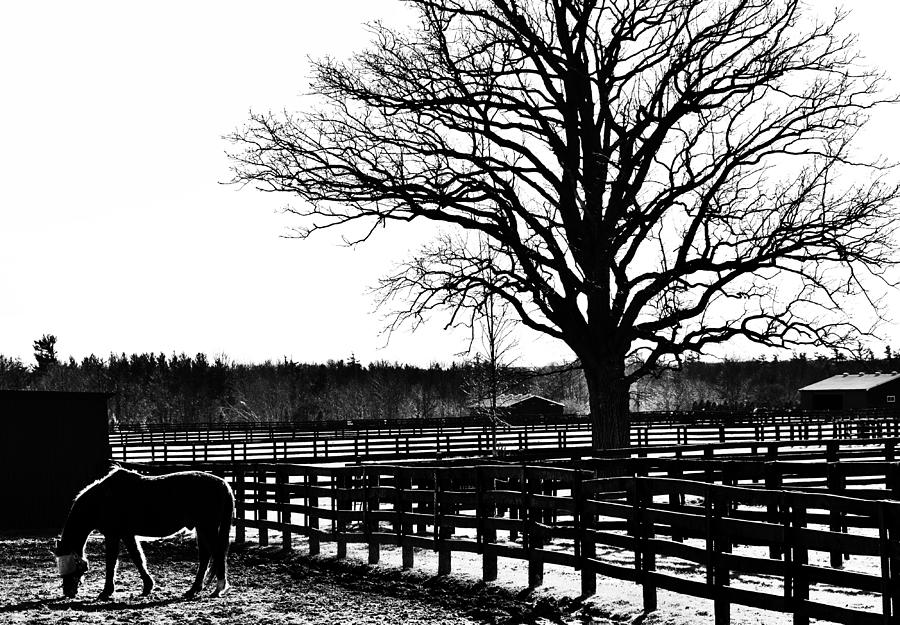 Gated Pastures Photograph by Karl Anderson