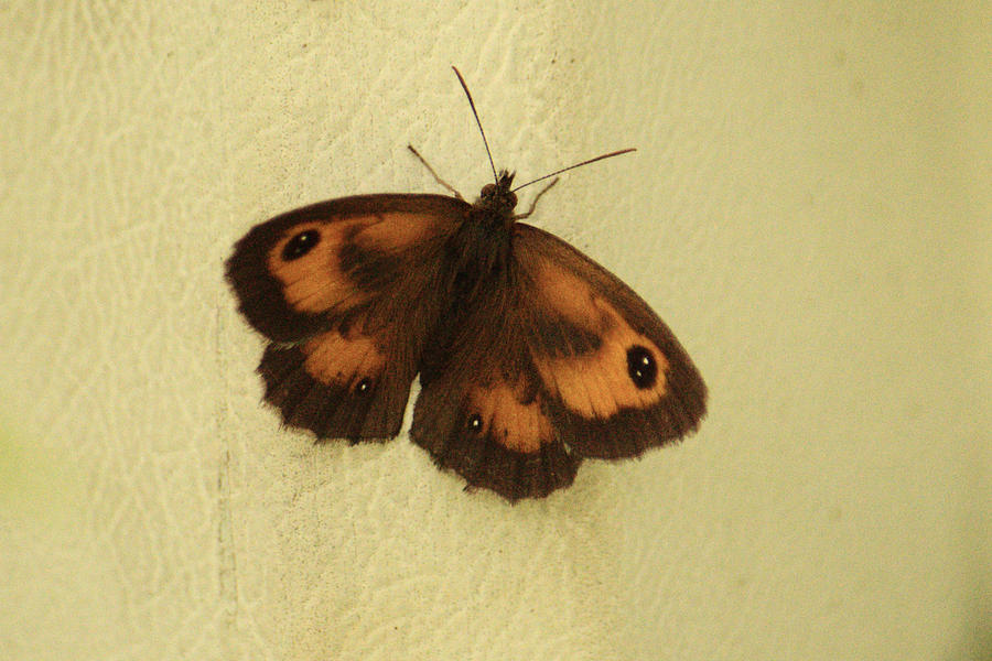 Gatekeeper Butterfly In Shade Photograph by Adrian Wale