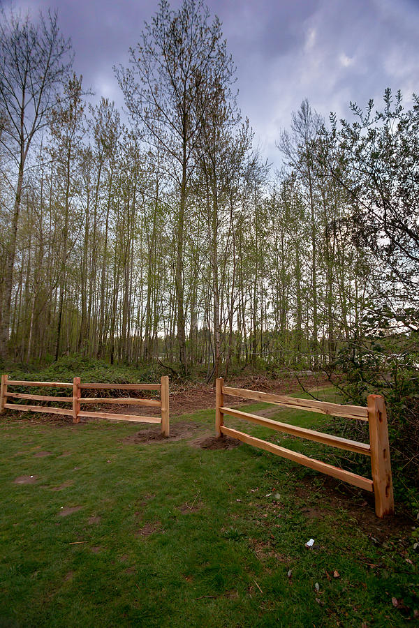 Nature Photograph - Gates to the birch wood by Eti Reid