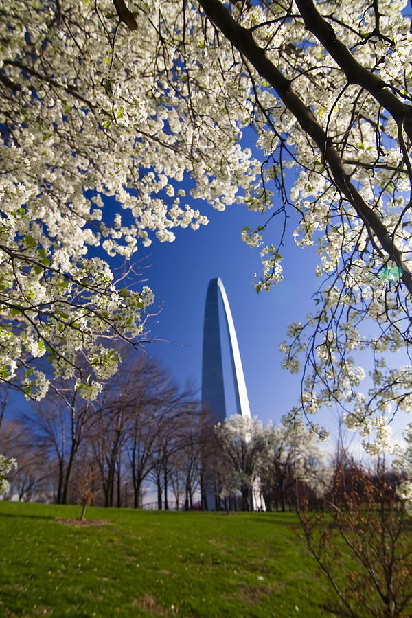 Gateway Arch with cherry tree in bloom. Photograph by Sven Brogren