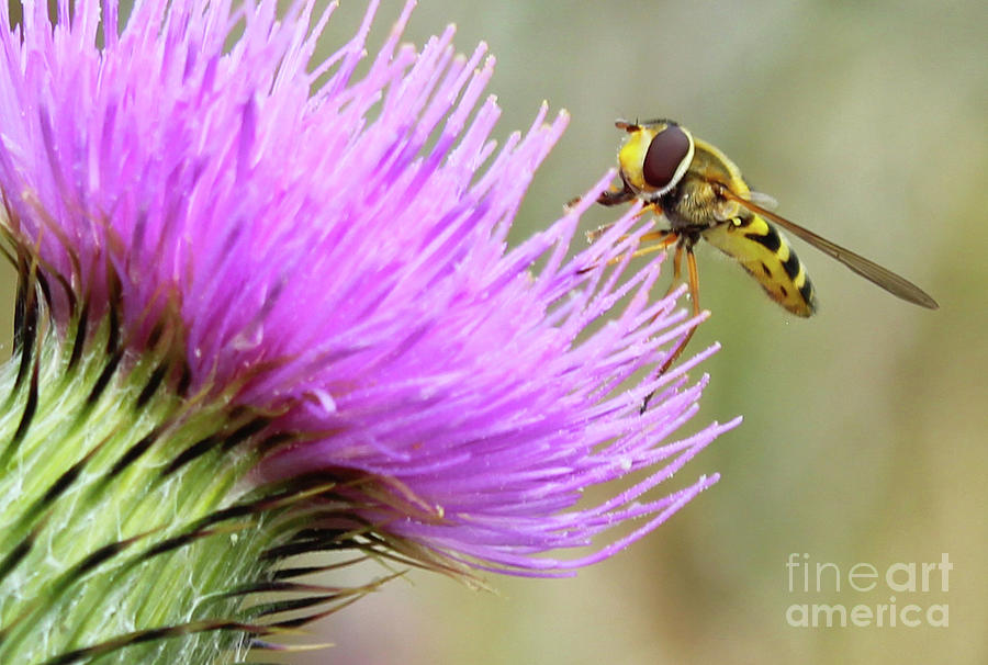 Gather It Up Donegal Bee Thistle Photograph by Eddie Barron