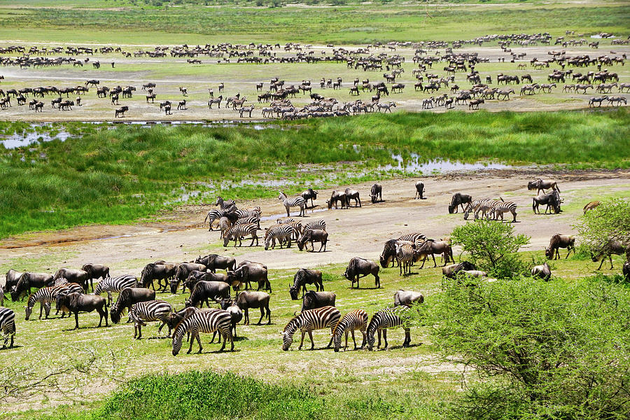 Gathering for Great Migration Photograph by Dennis Cox WorldViews