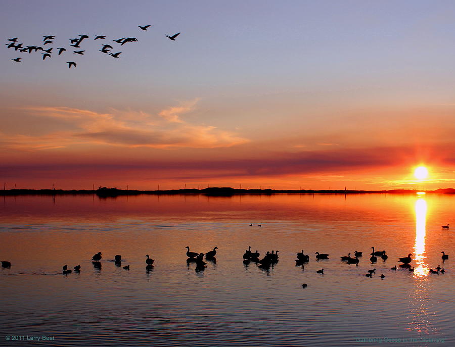 Gathering Geese in the Gloaming Photograph by Larry Beat