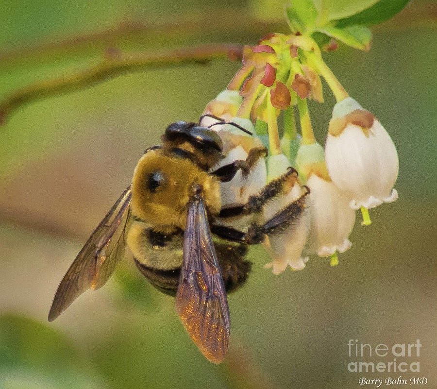 Gathering nectar Photograph by Barry Bohn