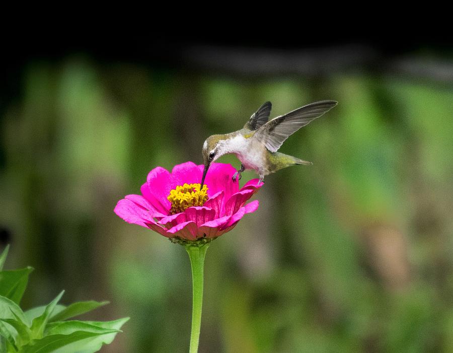 Hummingbird Photograph - Gathering Nectar by Terri Waselchuk