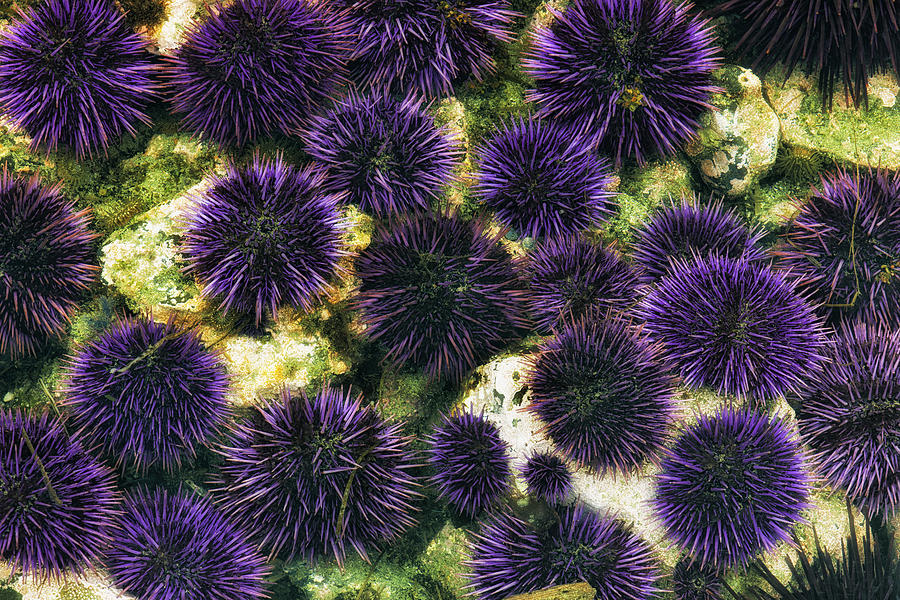 Gathering Of Purple Sea Urchins Among The Tide Pools At Oregons