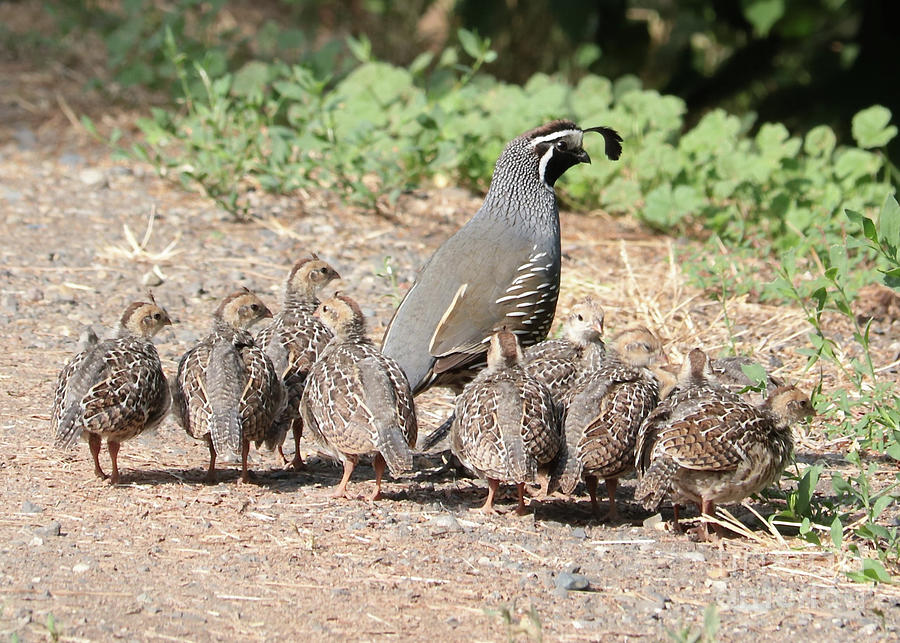 Wildlife Photograph - Gathering of Quail Chicks with Dad by Carol Groenen