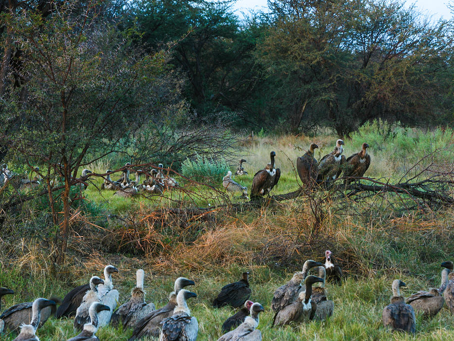 Gathering of Vultures Photograph by Karen Zuk Rosenblatt
