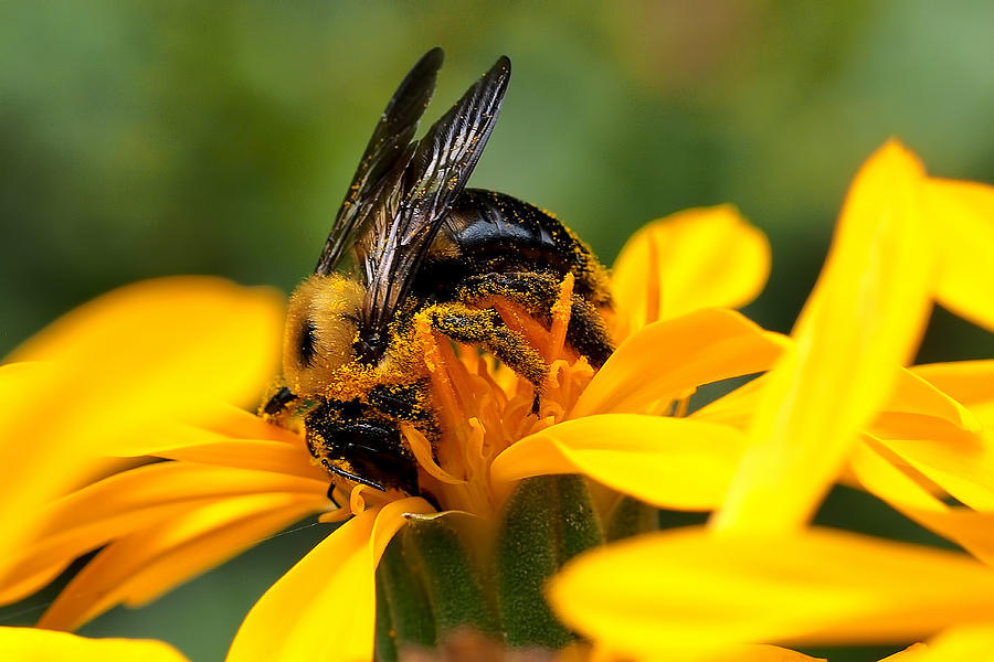 Gathering Pollen by Don Keisling Gathering Pollen by Don Keisling