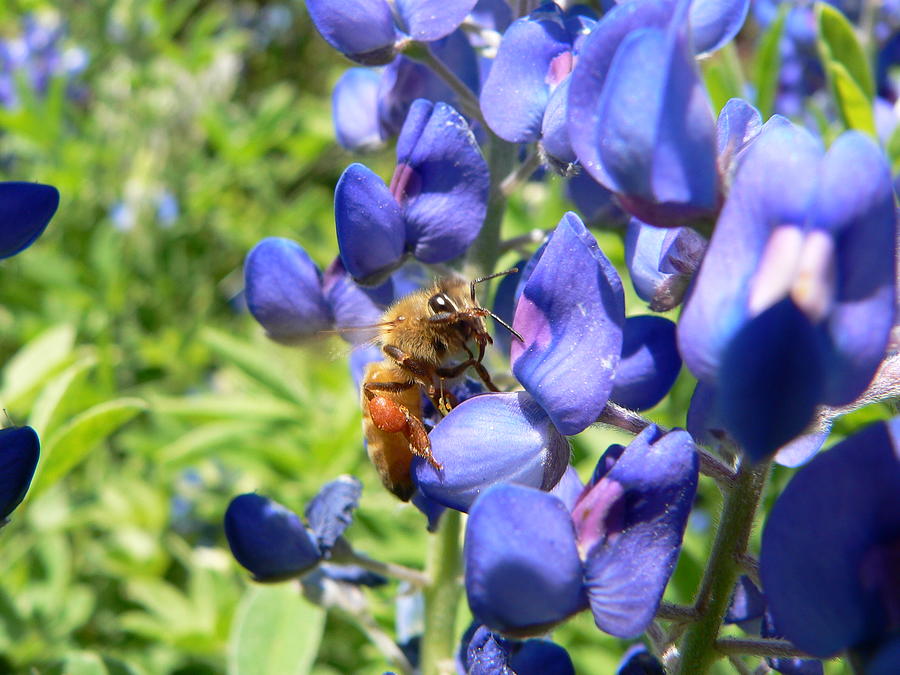 Gathering Pollen Photograph by Jerry Craven | Fine Art America