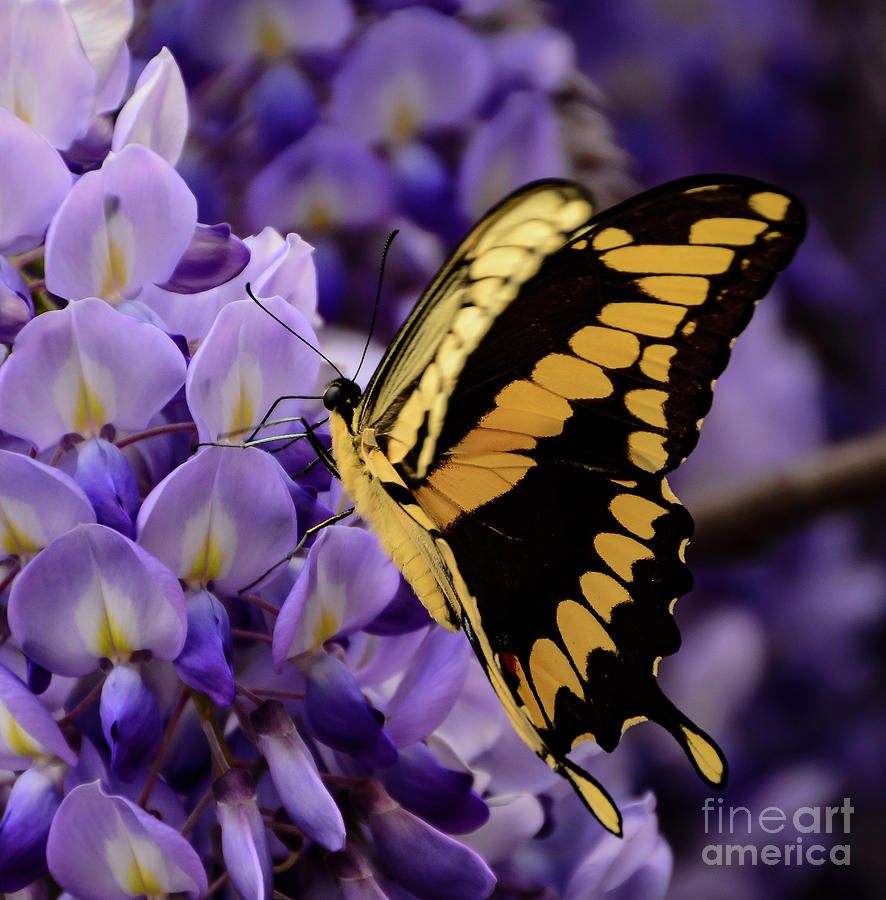 Winged butterfly gathering Purple. Photograph by Minnetta Heidbrink