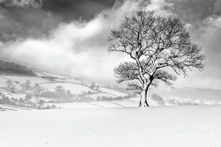 Tree Photograph - Gathering Storm by Janet Burdon
