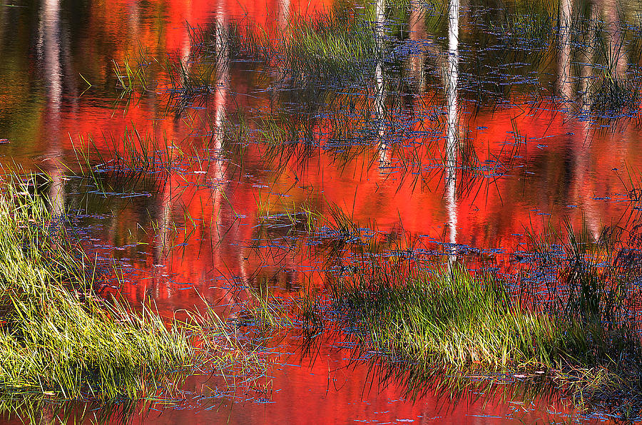 Gatineau Marsh Fall Colors Photograph by Steve Somerville