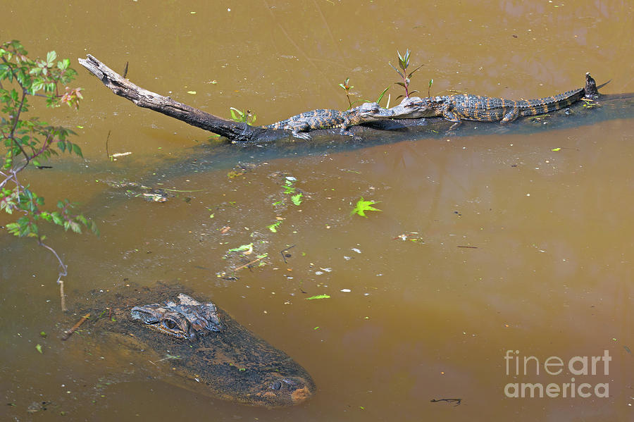 Adventure Photograph - Gator Alley Family by Steven Dillon Adventure Photograph - Gator Alley Family by Steven Dillon