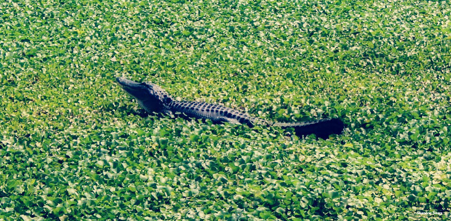 Gator Amid the Marshy Lilly Pads Photograph by Shannon Sears - Fine Art ...