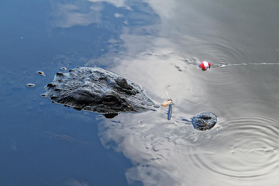 Gator and Fishing Lure Photograph by Sally Weigand