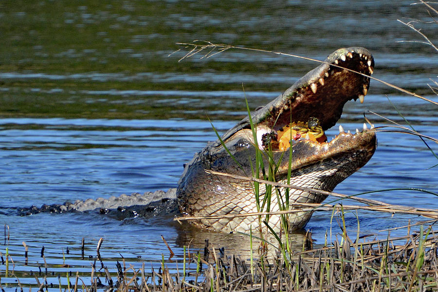 Gator and Turtle Photograph by Jerry Griffin