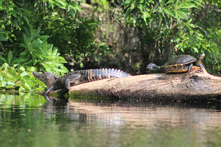 Gator and Turtle Loving the Sun Photograph by DB Hayes
