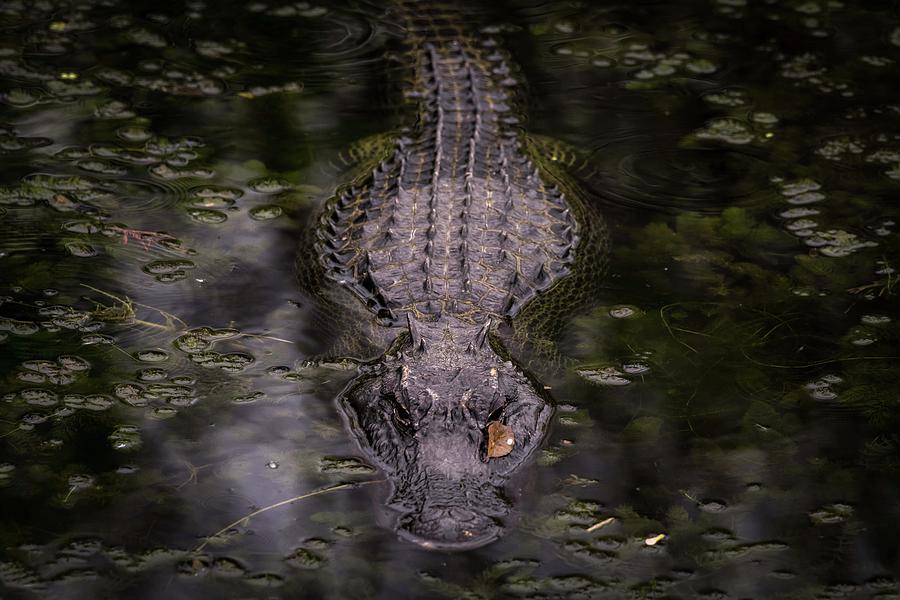 Gator approaching wide Photograph by Framing Places