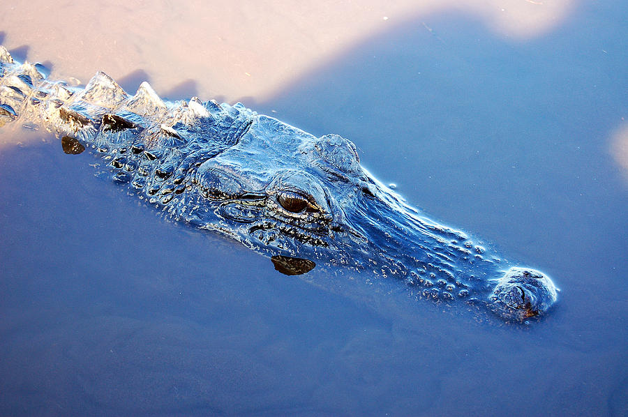 Alligator Photograph - Gator Blues by Heather S Huston