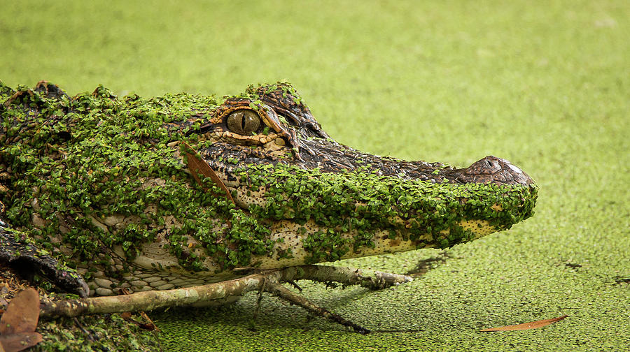 Alligator Photograph - Gator Camo by David Johnson