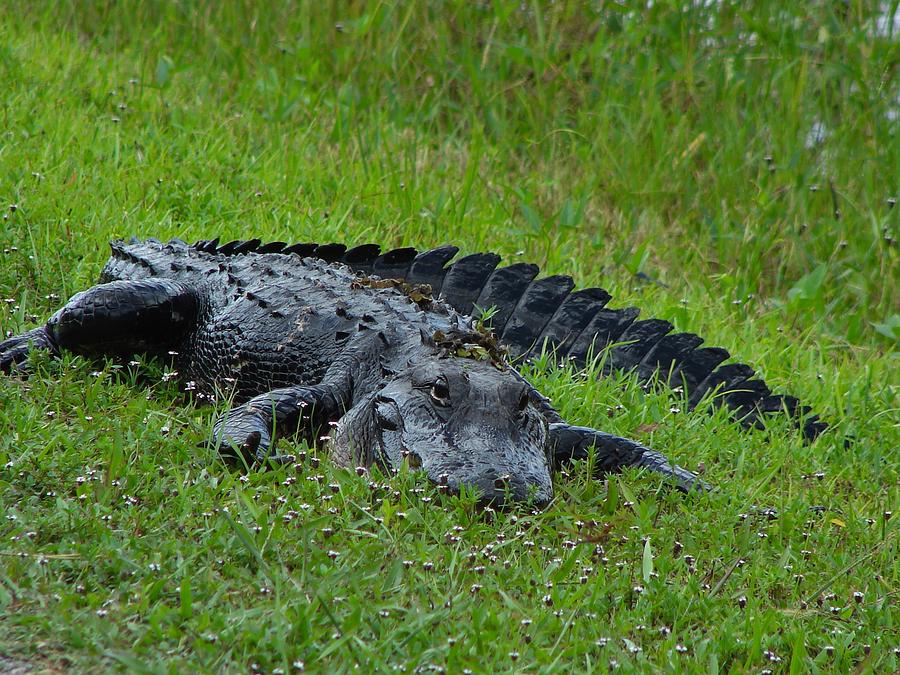 Gator Photograph by Carl Moore