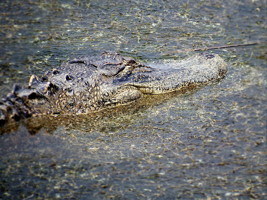 Alligator Photograph - Gator by Cathy Harper