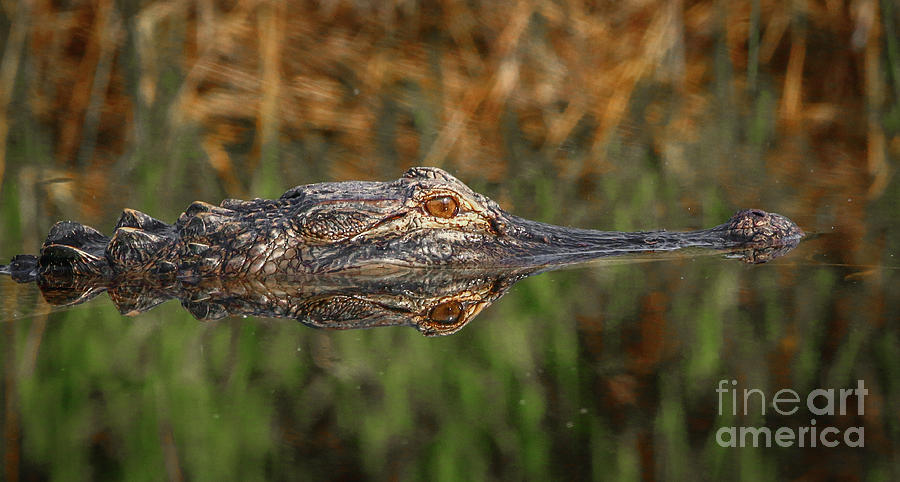 Gator Close-Up Photograph by Tom Claud