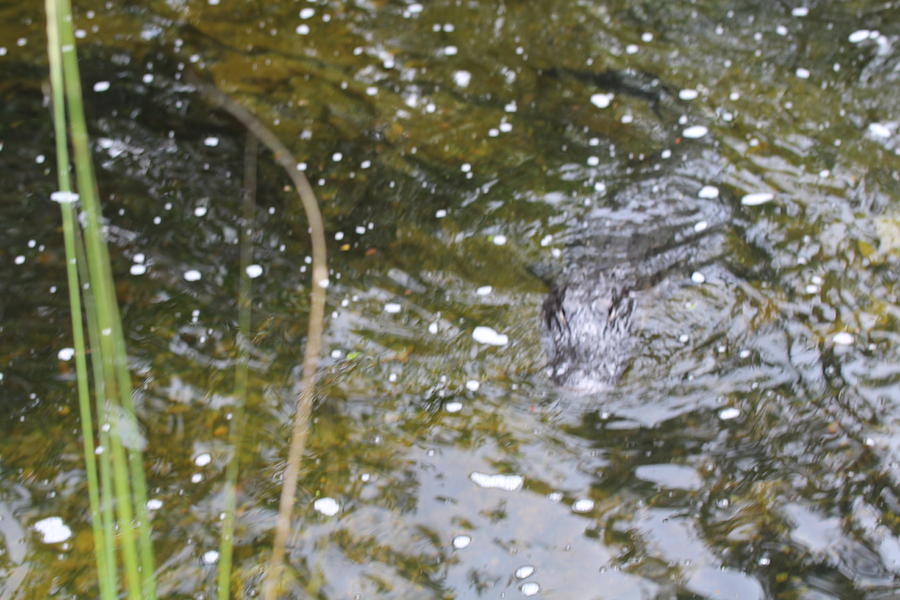 Gator Coming Photograph by Denise Cicchella