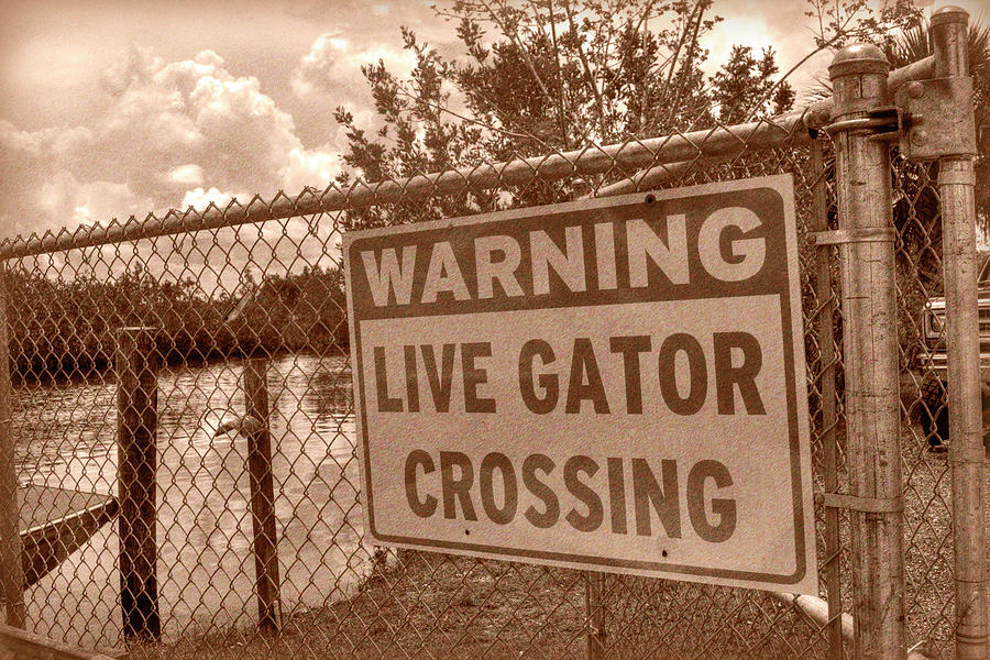 Gator Crossing Photograph by Timothy Lowry