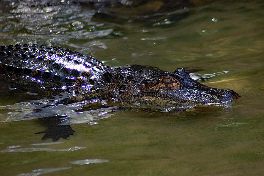 Alligator Photograph - Gator dont play by William Pullaro Jr