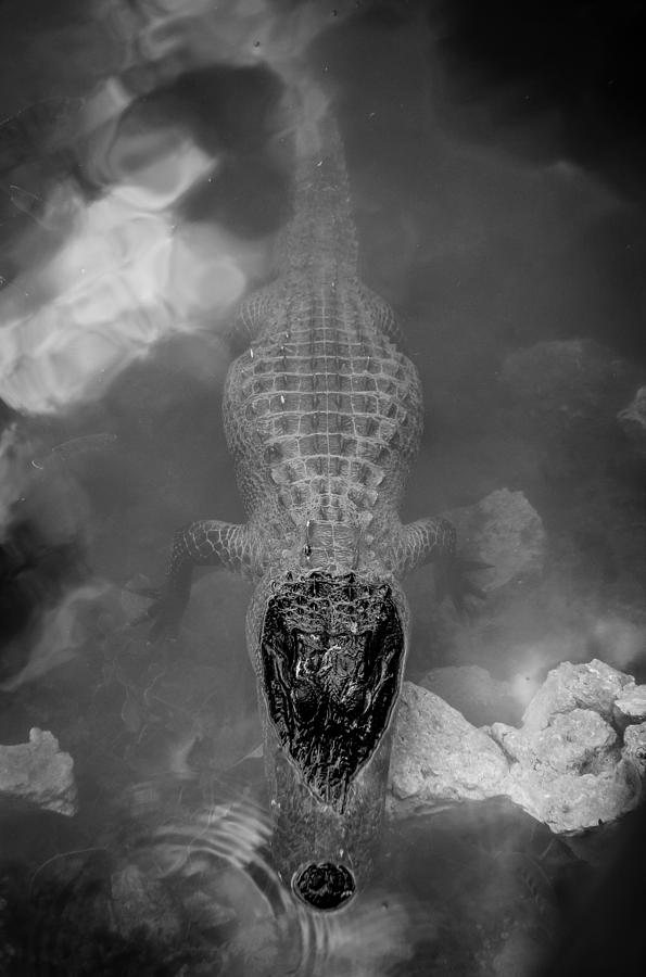 Gator Drama Photograph by Hermes Fine Art