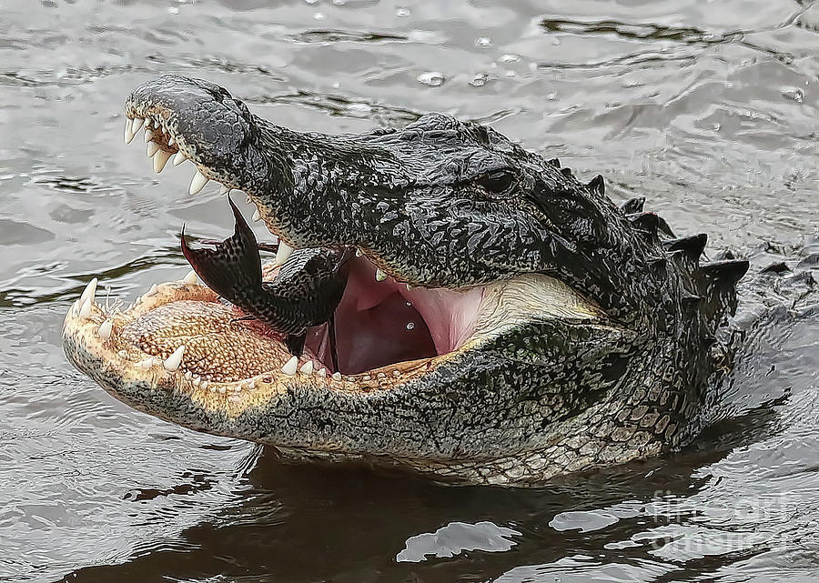 Gator Eating Fish Photograph