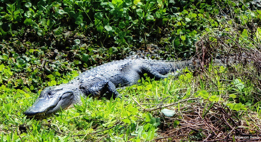 Gator Enjoying the Afternoon SunShine Photograph by Shannon Sears ...