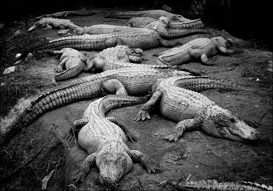 Gator Gang Photograph by Shane Rees