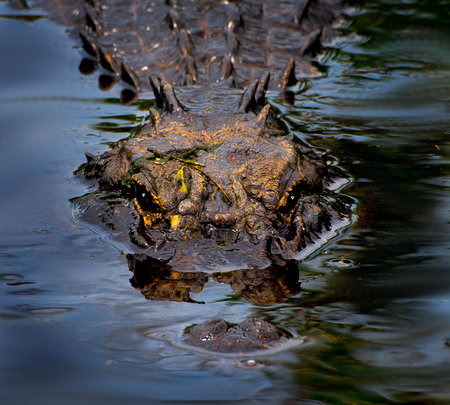 Gator Photograph by Greg Waters