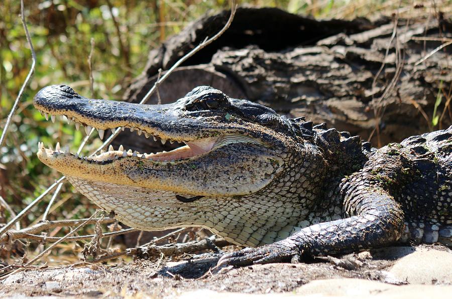 Gator Grin  Photograph by Christy Pooschke