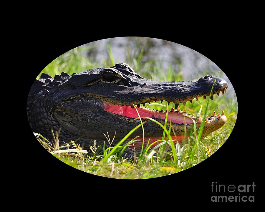 Alligator Photograph - Gator Grin .png by Al Powell Photography USA